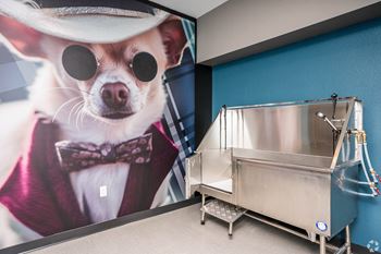 Pet wash room